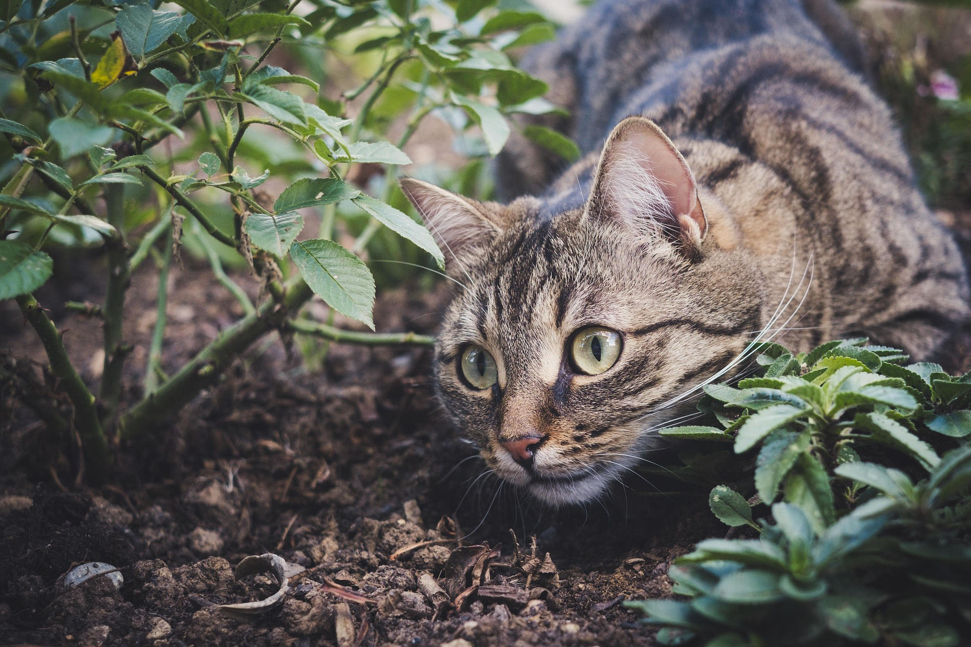Gato del santuario Nymyka